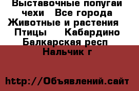 Выставочные попугаи чехи - Все города Животные и растения » Птицы   . Кабардино-Балкарская респ.,Нальчик г.